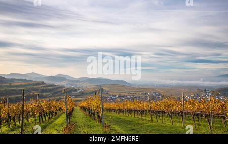 Herbstfarbene Weinberge im Kaiserstuhl Deutschland Stockfoto