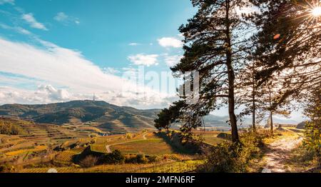 Herbstfarbene Weinberge im Kaiserstuhl Deutschland Stockfoto