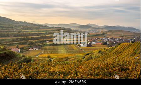 Herbstfarbene Weinberge im Kaiserstuhl Deutschland Stockfoto