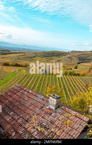 Herbstfarbene Weinberge im Kaiserstuhl Deutschland Stockfoto