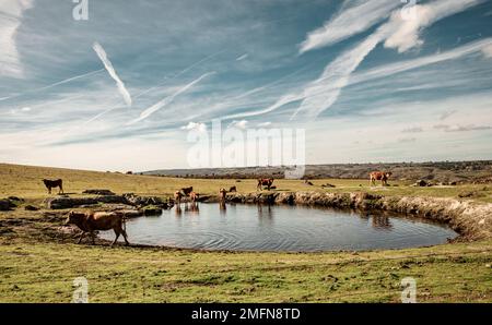 Kühe, die am Rindertrog in Extremadura dehesas weiden Stockfoto