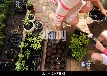 Nahaufnahme einer Gärtnerin, die Pfefferkeimlinge im Frühling bei Sonnenuntergang transplantiert. Wirtschaft, Ökologie, Landwirtschaft, Bio-Gartenbau, Stockfoto