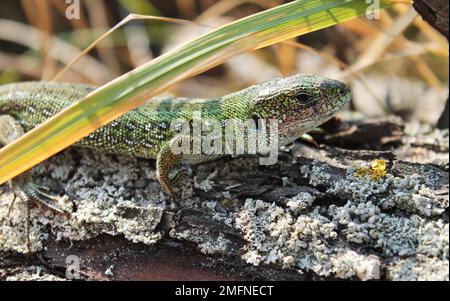 Europäische grüne Eidechse oder Lacerta Viridis im Morgenwald Stockfoto