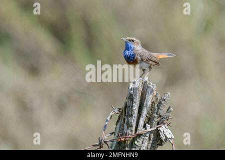 Weißer Fleck Bluethroat Luscinia svecica cyanecula ausgewachsener männlicher Vogel hoch oben auf einem alten Holzzaunpfahl in Feuchtgebieten. Frankreich Stockfoto