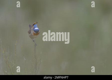 Weißer gefleckter Bluethroat Luscinia svecica cyanecula männlicher erwachsener Vogel singt auf Barsch in Salzmarsch-Peeling. Frankreich, Europa Stockfoto