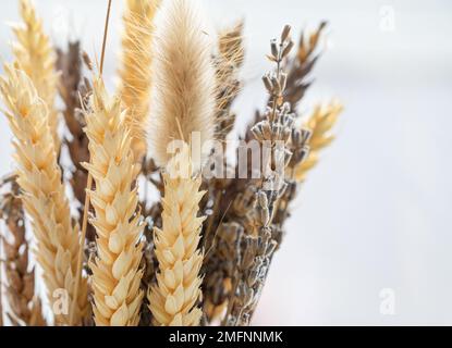 Eine schöne Zusammensetzung getrockneter Blumen in Nahaufnahme. Ein Strauß aus Lavendel- und Weizenblumen auf weißem Hintergrund. Platz für Text. Stockfoto