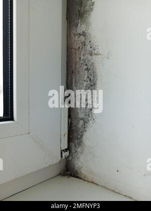 Schimmel an der Wand in der Nähe der Fensternaht. Das Fenster ist mit Feuchtigkeit bedeckt, weshalb der Pilz im Haus erscheint Stockfoto