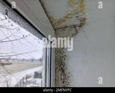 Schimmel in der Ecke des Fensters an der Wand und Neigung. Die Ausbreitung von Pilzen im Haus Stockfoto