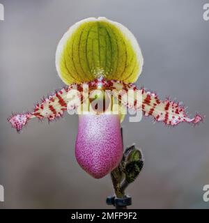 Paphiopedilum Orchidee in den Aberglasney Gardens Stockfoto