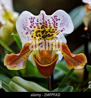 Paphiopedilum Orchidee in den Aberglasney Gardens Stockfoto