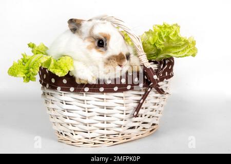 Porträt eines grauen Kaninchens mit Grünkohl in einem Korb auf weißem Hintergrund. Das Haustier frisst Kohl und schaut weg Stockfoto