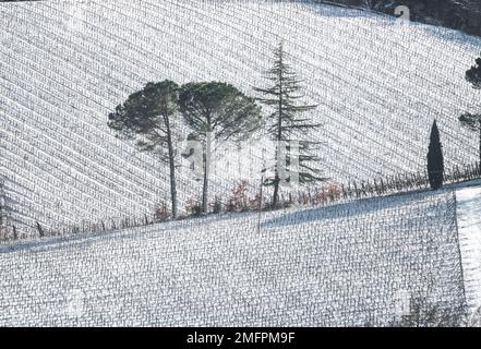 Schnee in der Toskana, Weinberge und Bäume auf dem Land von San Gimignano. Winterlandschaft. Italien, Europa Stockfoto