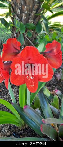 Eine vertikale Nahaufnahme einer roten Amaryllis-Blume. Stockfoto
