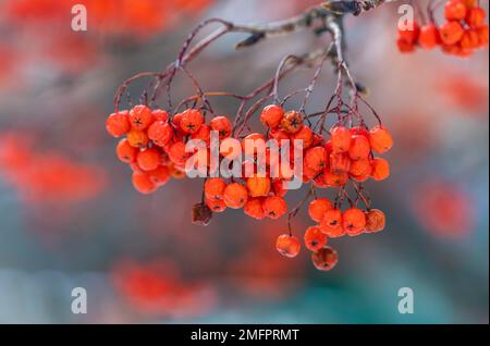 Rote Beeren auf dem Ast Stockfoto