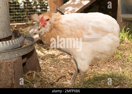 Hühner und Hähne, die nach Futter suchen und im Hühnerstall picken, an sonnigen Tagen, aus nächster Nähe, Konzeptgeflügel Stockfoto