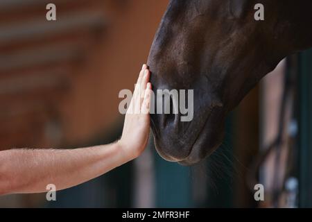 Freundschaft zwischen Mensch und Pferd. Menschliche Hand streichelt Pferdekopf im Stall. Stockfoto