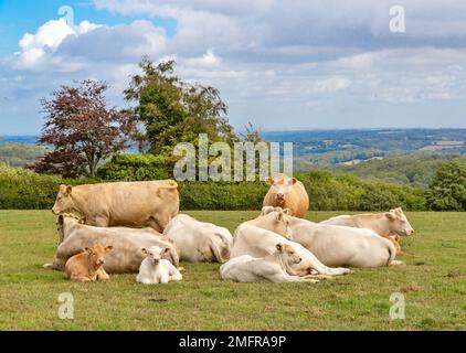 Eine Kuhherde, die sich auf einem Bauernhof in Sussex, Großbritannien, entspannt Stockfoto