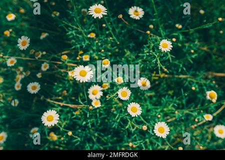 Wunderschöne weiße Gänseblümchen, die auf der Wiese wachsen. Großer Blickwinkel Stockfoto