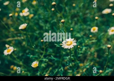 Wunderschöne weiße Gänseblümchen, die auf der Wiese wachsen. Großer Blickwinkel Stockfoto