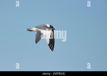 Sabines Möwe (Xema sabini), Erwachsener, im Sommer gezupft, im Flug Stockfoto