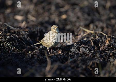 Steinpfeife (Anthus petrosus) auf der Suche nach wirbellosen Lebensmitteln in verrottenden Algen im Winter Stockfoto