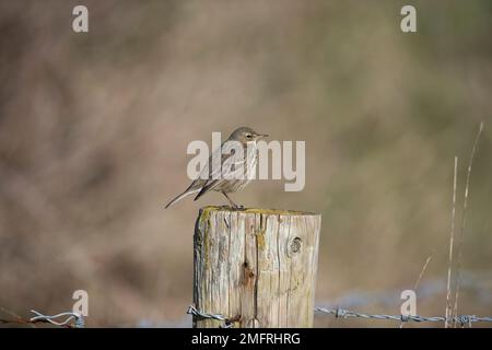 Im Winter auf einem Pfosten stehende Felsenrohre (Anthus petrosus) Stockfoto