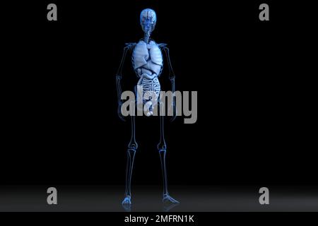 Illustration der menschlichen männlichen Anatomie. 3D-Rendering Stockfoto