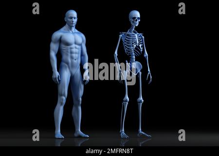 Darstellung der männlichen Anatomie. Das Skelett. 3D Abbildung Stockfoto