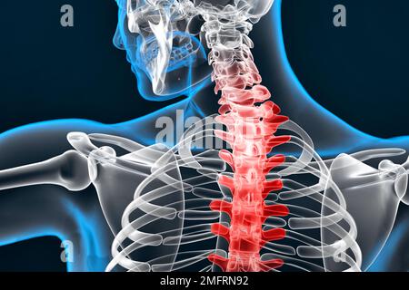 Darstellung der menschlichen Wirbelsäule. 3D-Rendering Stockfoto