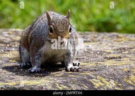 Graues Eichhörnchen (Sciurus carolinensis) auf einer mit Flechten überzogenen Natursteinplatte Stockfoto