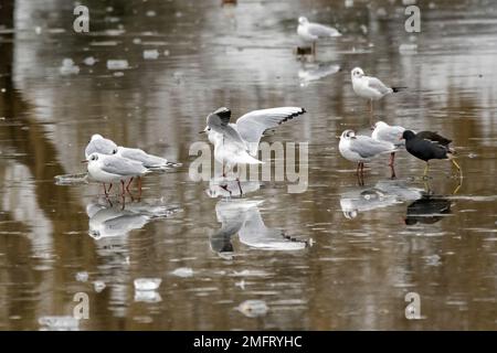 Moorhen und Seagulls auf dünnem Eis am Morgen des kalten Januar Stockfoto