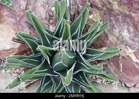 Junge Agarpflanze, auf lateinisch heißt sie Agave victoriae-regina. Stockfoto