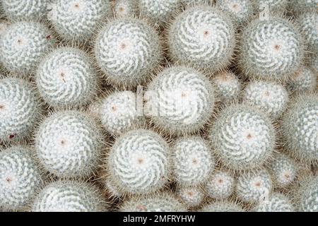 Kakteen, die in der lateinischen Mammillaria geminispina genannt werden, haben feine weiße und lange dicke Wirbelsäulen. Stockfoto