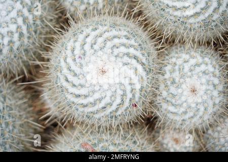 Kakteen mit feinen weißen und langen dicken Stacheln, genannt in Latin Mammillaria geminispina. Stockfoto