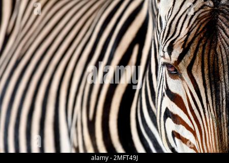 Detail, Porträt einer Ebene Zebras (Equus quagga), Captive, München, Bayern, Deutschland Stockfoto