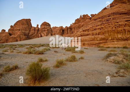 Weißer Dromedar im Ashar Valley, nahe Alula, Medina Province, Saudi-Arabien, Arabische Halbinsel Stockfoto