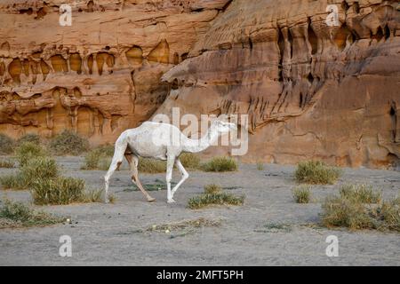 Weißer Dromedar im Ashar Valley, nahe Alula, Medina Province, Saudi-Arabien, Arabische Halbinsel Stockfoto