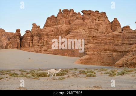 Weißer Dromedar im Ashar Valley, nahe Alula, Medina Province, Saudi-Arabien, Arabische Halbinsel Stockfoto