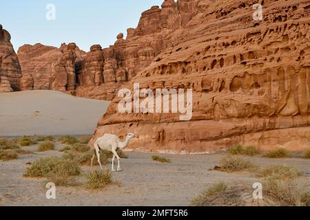 Weißer Dromedar im Ashar Valley, nahe Alula, Medina Province, Saudi-Arabien, Arabische Halbinsel Stockfoto