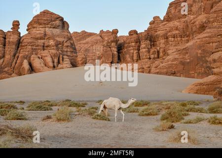 Weißer Dromedar im Ashar Valley, nahe Alula, Medina Province, Saudi-Arabien, Arabische Halbinsel Stockfoto