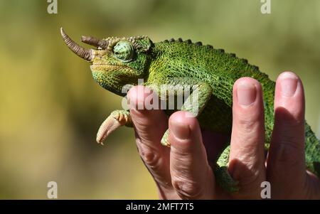 Jacksons HornChamäleon (Trioceros Jacksonii) in Kenia Stockfoto