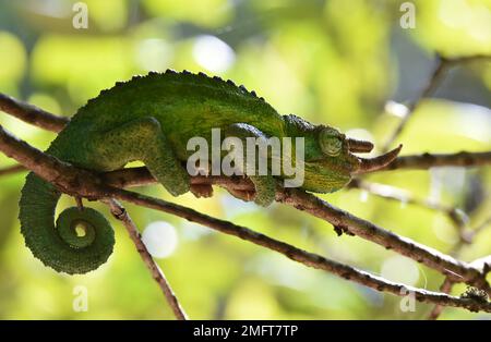 Jacksons HornChamäleon (Trioceros Jacksonii) in Kenia Stockfoto