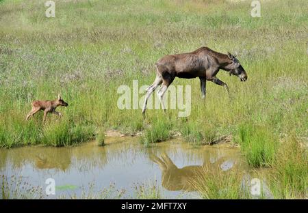 Kuhelch (Alces alces), Wapitihirsch mit Kalb im Gras, Deutschland Stockfoto