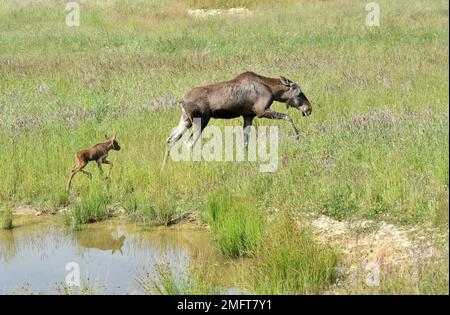 Kuhelch (Alces alces), Wapitihirsch mit Kalb im Gras, Deutschland Stockfoto