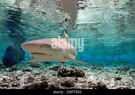 Schwarzspitzen-Riffhai (Carcharhinus melanopterus), in flachem Wasser, Fakarava, Südpazifik, Französisch-Polynesien Stockfoto