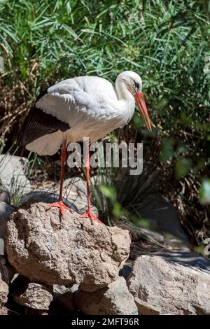 MASPALOMAS, GRAN CANARIA, SPANIEN - MÄRZ 8 : Weißstorch im Palmitos Park, Maspalomas, Gran Canaria, Kanarische Inseln, Spanien am 8. März 2022 Stockfoto