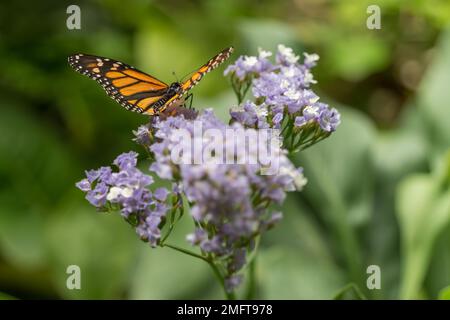 MASPALOMAS, GRAN CANARIA, SPANIEN - MÄRZ 8 : Monarch Butterfly at Palmitos Park, Maspalomas, Gran Canaria, Kanarische Inseln, Spanien am 8. März 2022 Stockfoto