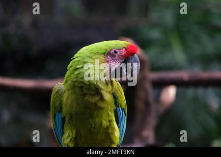 Nahaufnahme: Wilder Papageienvogel, grüner Papagei, großer grüner Macaw, Ara ambigua. Seltener Wildvogel im Naturlebensraum. Grüner großer Papagei, der auf dem Ast sitzt. Stockfoto