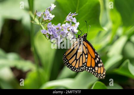 MASPALOMAS, GRAN CANARIA, SPANIEN - MÄRZ 8 : Monarch Butterfly at Palmitos Park, Maspalomas, Gran Canaria, Kanarische Inseln, Spanien am 8. März 2022 Stockfoto