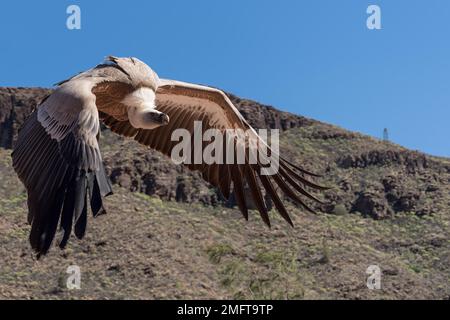 MASPALOMAS, GRAN CANARIA, SPANIEN - MÄRZ 8 : Eurasische Griffon-Vulture im Palmitos-Park, Maspalomas, Gran Canaria, Kanarische Inseln, Spanien Stockfoto